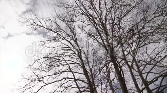 树林里可怕的高树视频的预览图