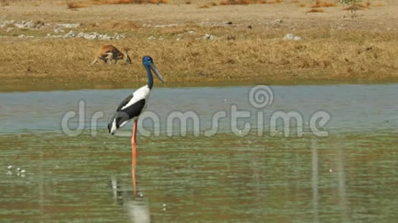 靠近袋鼠和黑颈鹳鸟在比尔邦视频的预览图