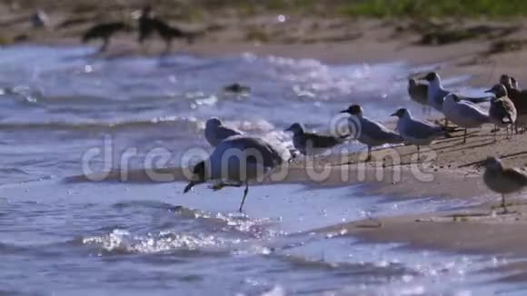 一只大黑头海鸥伊希特耶图斯和一群黑头海鸥脊头角视频的预览图