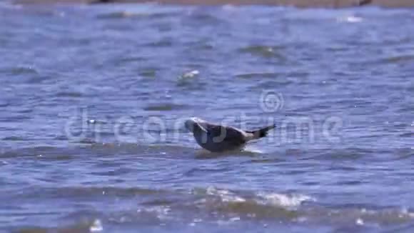 年轻的大黑头海鸥伊希特耶图斯伊希特耶图斯站在浅滩和洗视频的预览图