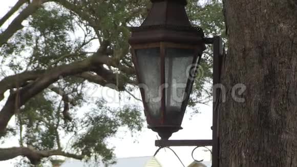 一颗树上的灯视频的预览图