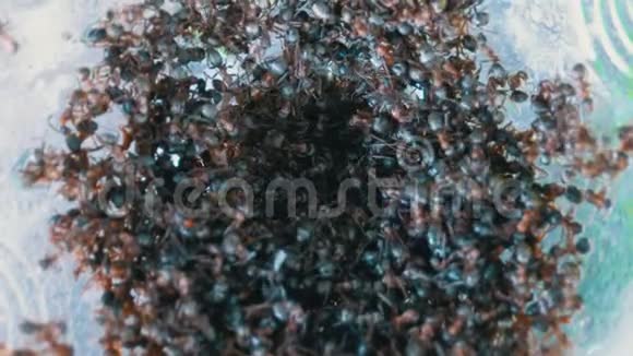 一群蚂蚁爬一个塑料瓶内的大量黑蚂蚁视频的预览图