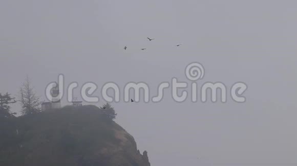 一群海鸥从空中飞来视频的预览图