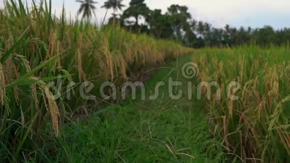 在一个大稻田上缓慢拍摄成熟的水稻视频的预览图