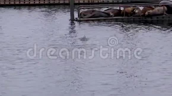 海豹在一个码头上踩着水中的一个视频的预览图