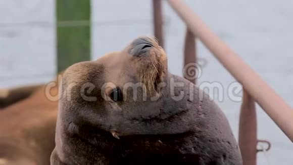 一只棕色的大海豹在休息四处张望视频的预览图