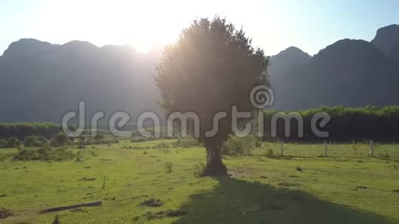 阳光照射下的草地上的树视频的预览图