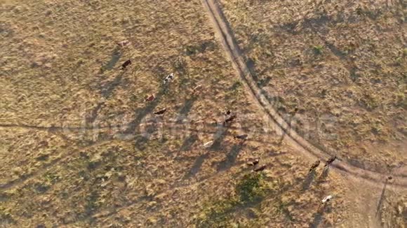乌克兰农村村牛牧群的鸟瞰图视频的预览图