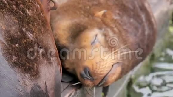 睡眠海狮流口水和呼吸视频的预览图