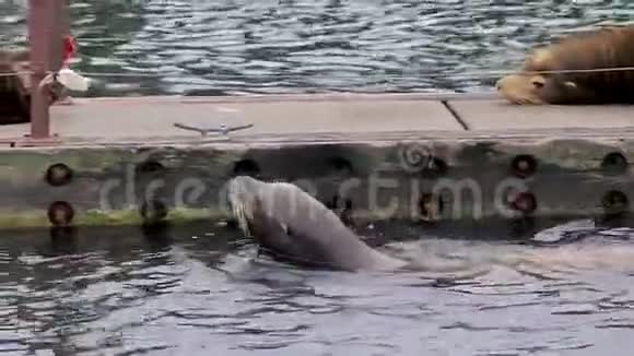 海豹在漂浮的平台上游泳视频的预览图