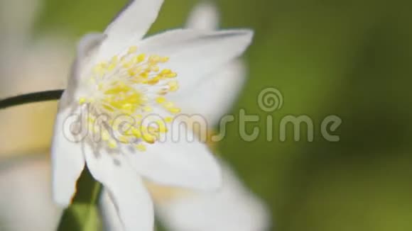 白海葵春天的花朵在露天在树林里绽放视频的预览图