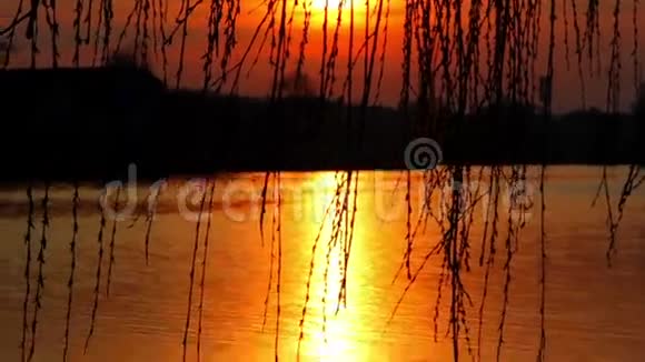 柳树的枝条在夕阳的映衬下随风摇曳夕阳西下夕阳西下夕阳西下视频的预览图
