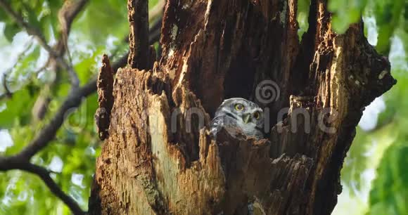 泰国的一棵空心树上有一只可爱的小猫头鹰长着大眼睛视频的预览图