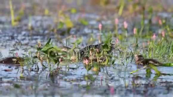野马鸭和小鸭在池塘里觅食鸭嘴兽视频的预览图