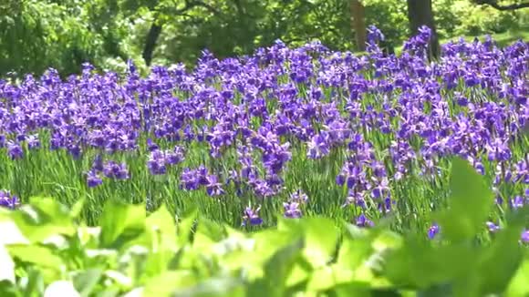 令人惊叹的紫色春花在早晨的时间美丽的紫田盛开的花朵景观神奇神奇的森林视频的预览图