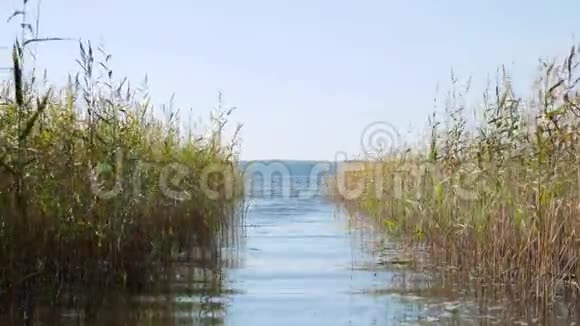 一个有芦苇的大湖视频的预览图