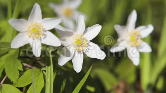 初春美丽的白葵视频的预览图