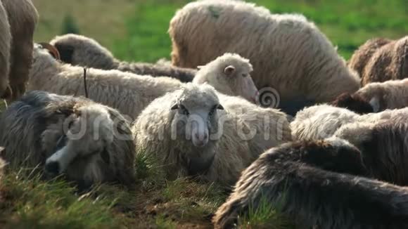 牧场上放牧的羊群视频的预览图