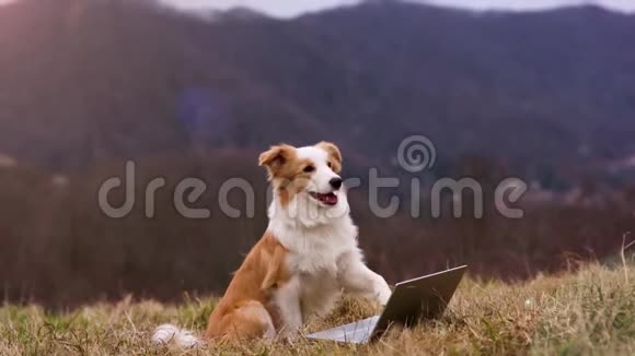 小狗边界牧羊犬坐在山坡上的草地上用笔记本电脑爪子工作计算机技术和商业专题视频的预览图