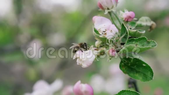 在开花的苹果园中详细的特写蜜蜂采花花粉慢动作视频的预览图