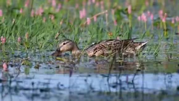 野马鸭和小鸭在池塘里觅食鸭嘴兽视频的预览图