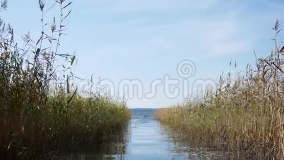 一个有芦苇的大湖视频的预览图
