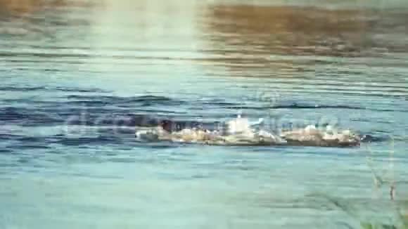 河马在水下游泳然后他的头从水中升起视频的预览图