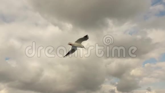 在多云的天空背景下一只飞行海鸥鸟慢动作全高清视频240fps1080p视频的预览图