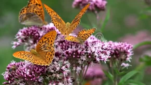 蝴蝶飞舞蝴蝶在大自然的花朵上飞舞有昆虫的花园景色视频的预览图