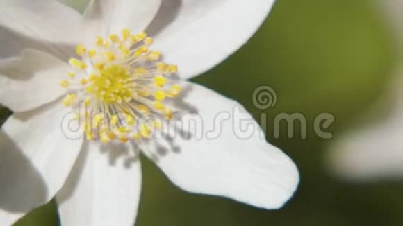 白海葵春天的花朵在露天在树林里绽放视频的预览图