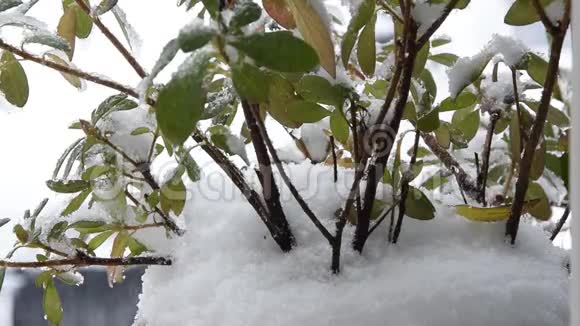 雪覆盖植物的特写背景下的降雪视频的预览图