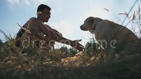 拉布拉多犬或金毛猎犬坐在草地上把爪子交给男主人在户外训练狗友谊视频的预览图