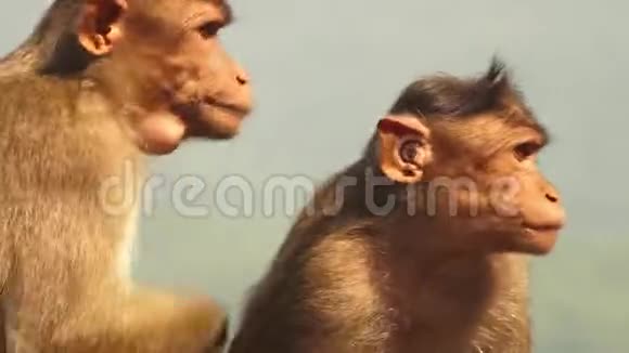 一只猴子从另一只猴子身上捡虱子视频的预览图