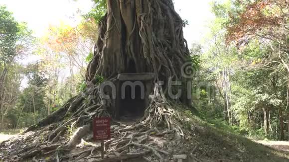 柬埔寨PrasatSambour的PrasatChrey或N18树视频的预览图