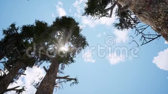 蜿蜒的松树在风的现实镜头视频的预览图