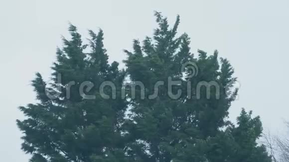 暴风雨中常绿的树木视频的预览图