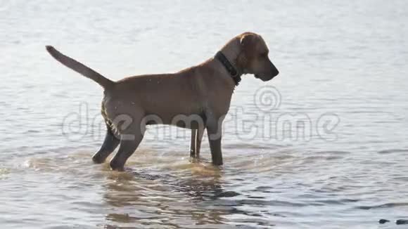 可爱的狗站在湖水里湿狗视频的预览图