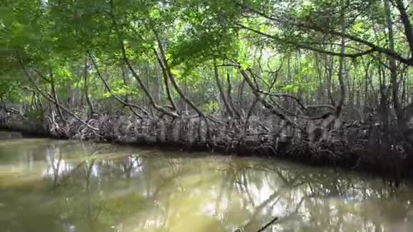 红树林中的河流热带森林红树林中红树林的根视频的预览图