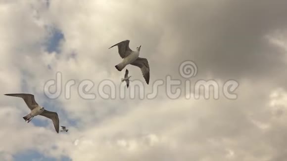 在多云的天空背景下飞行海鸥的全景慢动作特写镜头Slowmo视频全高清视频视频的预览图