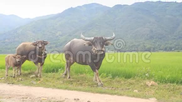 牛犊沿着稻田和小山视频的预览图