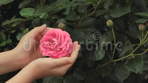 玫瑰花儿童手高清镜头视频的预览图