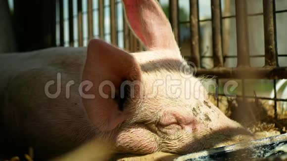 家猪猪母猪睡觉猪笼子里的猪轮廓特写或细节粉红色生物有机繁殖视频的预览图