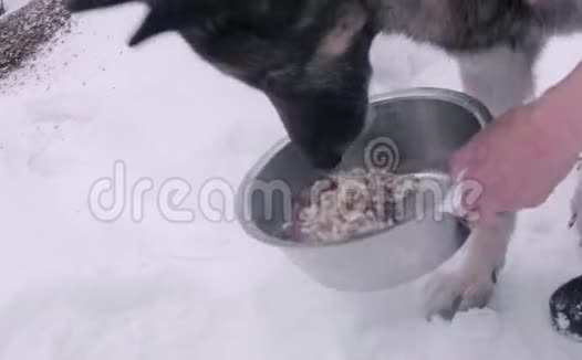 冬天吃狗视频的预览图