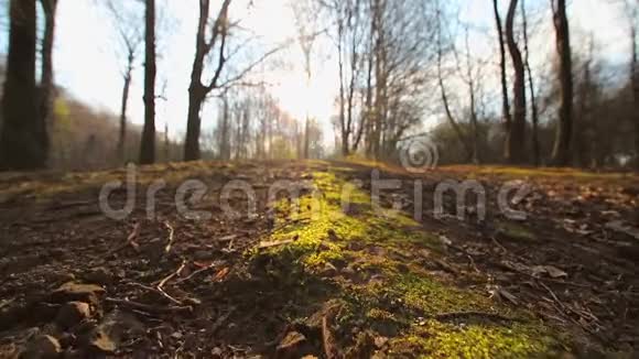 镜头的移动在灰上带着青苔太阳照进照相机对着蓝天和树枝视频的预览图