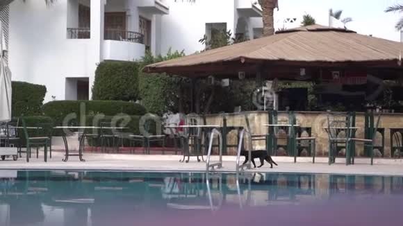 黑猫沿着水池缓慢地走过酒吧区视频的预览图