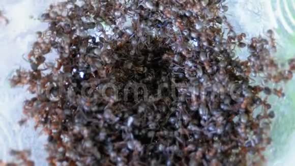 一群蚂蚁爬过一只塑料瓶里有很多黑蚂蚁视频的预览图