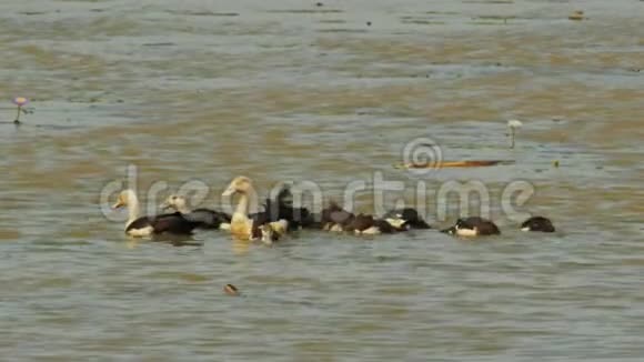 伯德金鸭子和小鸭子在鸟比拉邦视频的预览图