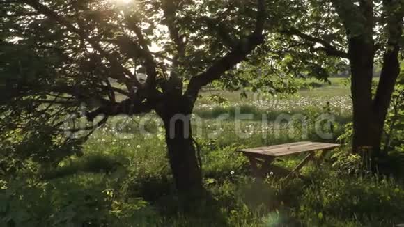 夏日花园里的木桌视频的预览图