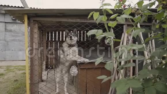 漂亮的哈士奇在一个大笼子里视频的预览图