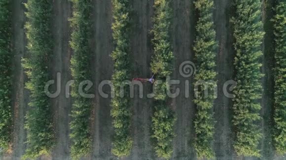 在大自然中放松空中无人机拍摄了一个年轻女人躺在吊床上苹果园里有一篮子水果视频的预览图
